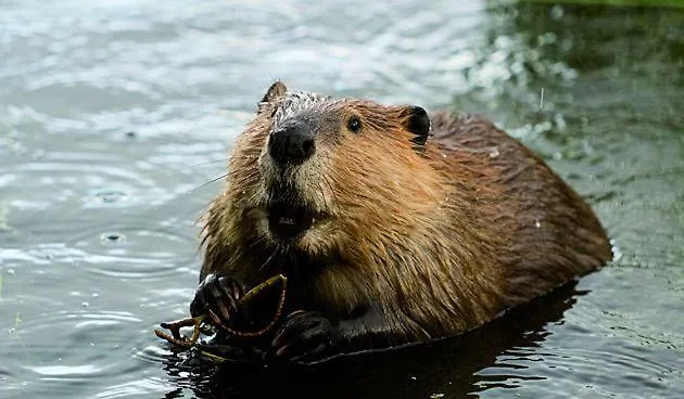 Hiltje - To * Ντόρντρεχτ